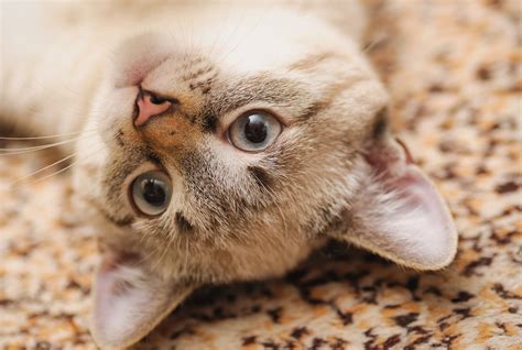 Thai Cat Breed Pictures, Characteristics, & Facts