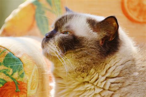 картинки : милая, милый, мех, Котенок, Коричневый, Млекопитающее, диван ...