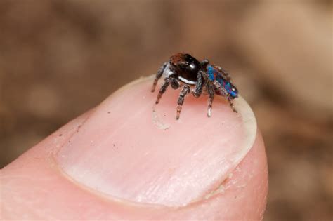 8 cosas que no sabías sobre la araña pavo real – Página 2 – homenal