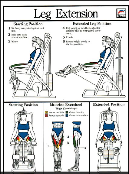 leg extension machine muscles worked     leg extension
