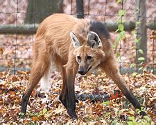 Maned wolf - Wikipedia