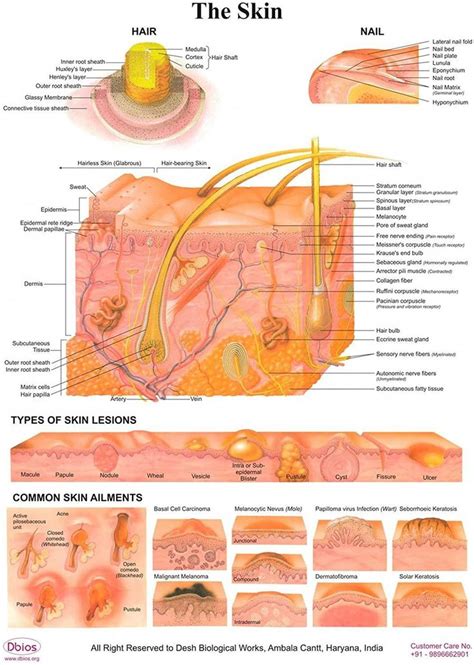 understanding   types  skin moles