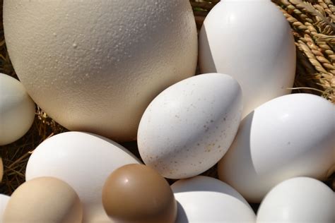 common  uncommon edible eggs pioneerthinkingcom