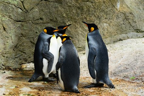group  penguins  stock photo