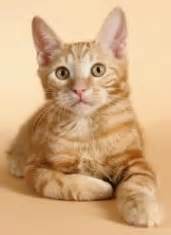 Kurilian Bobtail Kittens - Breeder List