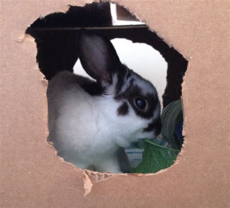 Lovely Bunny Rabbit: Dining In