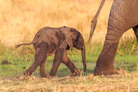 African Elephant Calf Cute