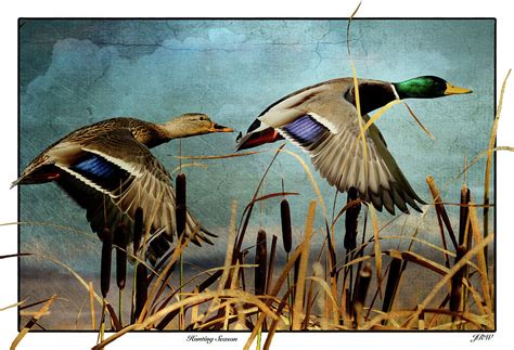 Mallards Hunting Season Digital Art by John Williams | Fine Art America