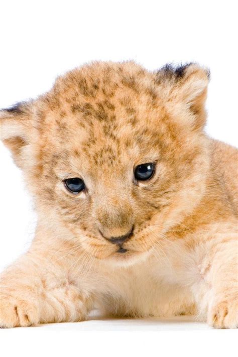 Baby Lion Cub Wallpapers - Wallpaper Cave