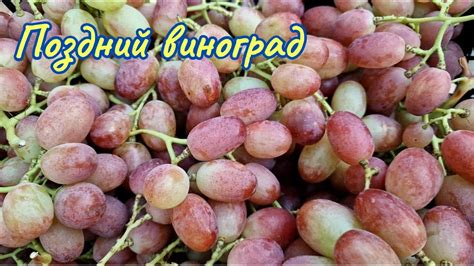 Октябрьский виноград. - YouTube