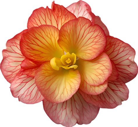AI generated Begonia clipart. A cute Begonia flower icon. 39366009 PNG