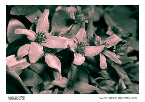 Pink Clematis montana flowers [UV] · David Kennard Photography