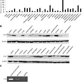 Expression of FTO gene in different tissues of mouse. (A) FTO ...