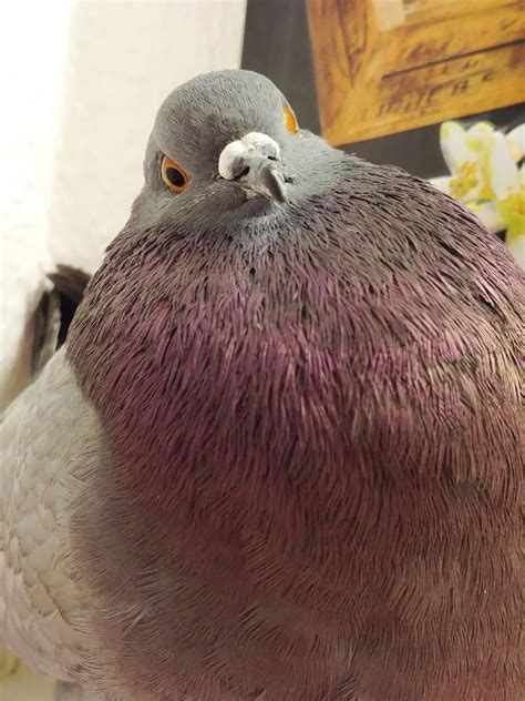 pudgy pigeons — A very fluffy necked pigeon rescued by (x)