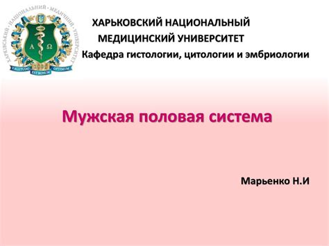 Мужская половая система - презентация онлайн