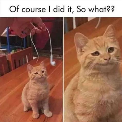 Hilarious Cat Litter Memes | Skoon Cat Litter