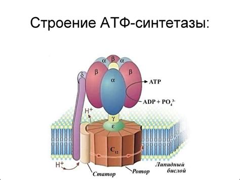 Энергообразующие органоиды (лекция 7) - online presentation