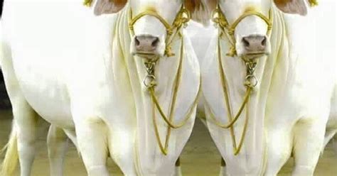 Health,Disease and Genetics: Punganur dwarf cattle breed ...