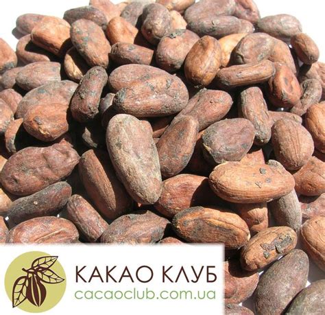 Какао бобы