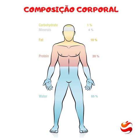 Estruturação Corporal