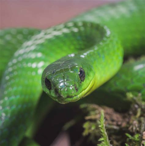 Sssnakes.s - Best photos on ksp.org.tw