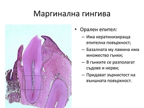 PPT - Oral mucosa PowerPoint Presentation, free download - ID:1947626