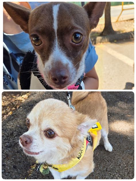 Hope for Dogs Rescue | Honolulu HI