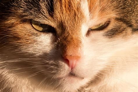 cat animal cat portrait mackerel cats eyes pet 4k HD Wallpaper