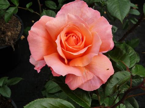 Belvedere | Heesterrozen | Rosarium Lottum