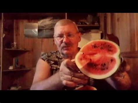 Описание сорта арбуза СИБИРСКИЕ ОГНИ - YouTube