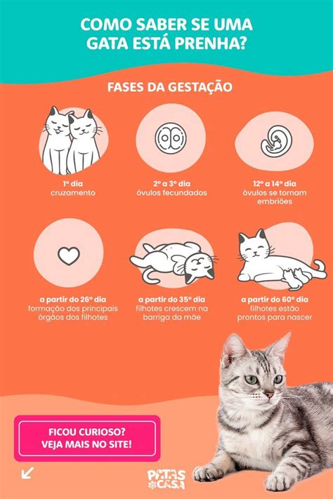 Qual O Tempo De Gestação De Uma Gata - Conheça as fases da gestação felina! | Como cuidar de gatos, Gatos ...
