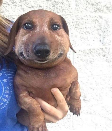 Cute Funny Animals: Adorable Photos and Hilarious Moments