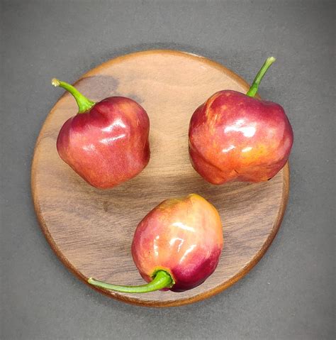 CGN 21500 Pepper Seeds – PepperMerchant.net