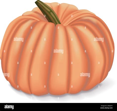 pink pumpkins  porcelain doll squash winter squash cucurbita maxima