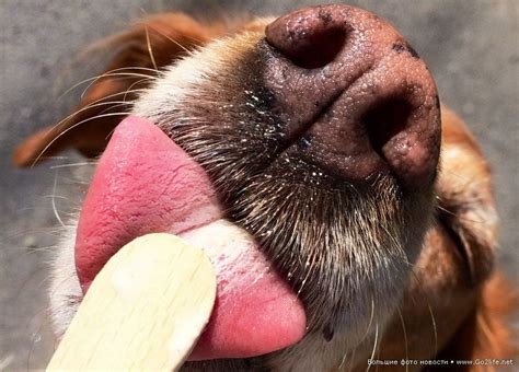 Прикольные животные. Собаки с длинным языком и вкусным мороженым | Dogs ...