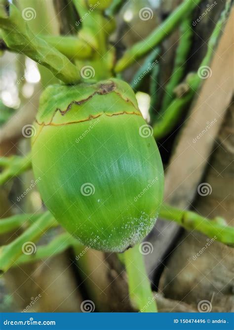 small coconut stock photo image  potrait exotic