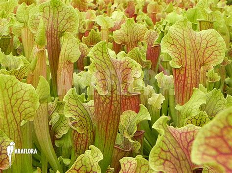 Sarracenia "Smoorie" photos