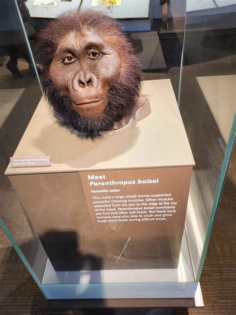 Paranthropus Boisei by Xela-The-Conqueror on DeviantArt