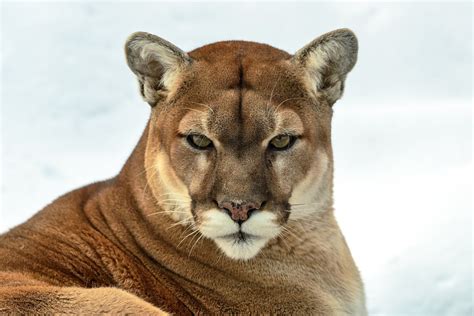 wallpaper   resolution puma cougar animals