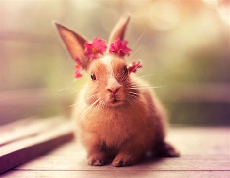 Фотографии милых кроликов Арефин (Arefin) (18 фото) — FotoJoin
