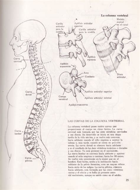 Human Figure Drawing Methods: Female Anatomy Bones Drawing Side View