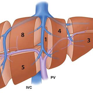 Visceral liver surface. | Download Scientific Diagram