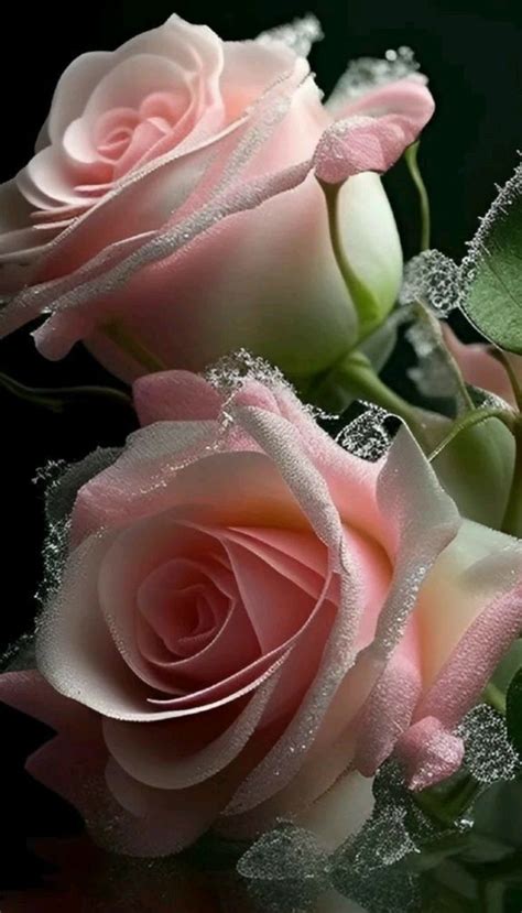 Pin by Светлана Лунина on розы | Beautiful flowers, Beautiful rose ...
