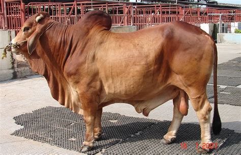 Sire contributes 50 percent of the total animals in the herd | BAIF