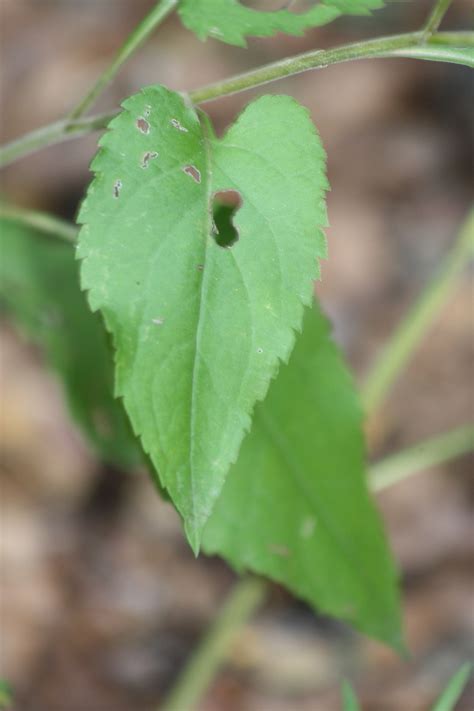 Aster, Heart-leaf Aster – Trail Trotter's Flower Guide