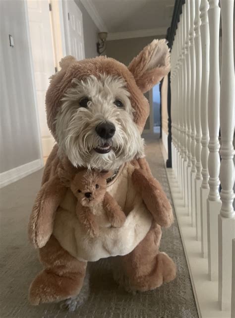 Allie O’Neill on Twitter: "Lacey hates her costume… 🎃 https://t.co