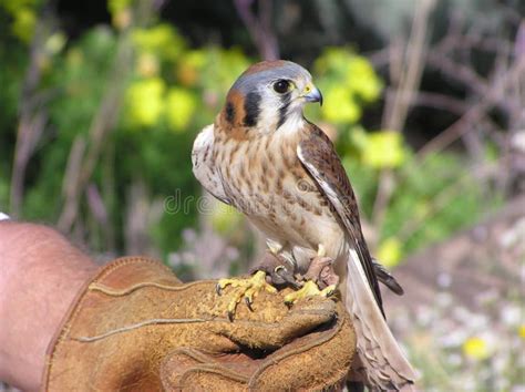 Falcon s vision stock image. Image of trainer, leather - 13180799