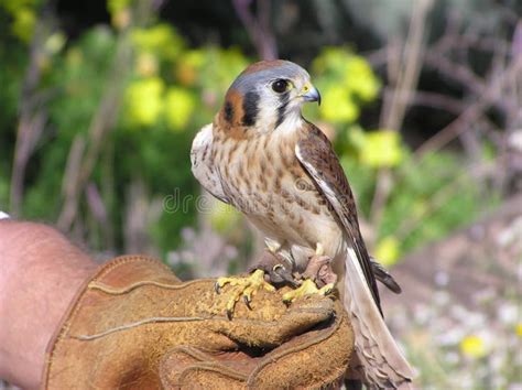 Falcon s vision stock image. Image of trainer, leather - 13180799