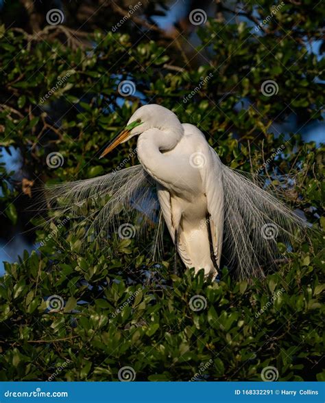 Great Egret in Florida stock image. Image of chicks - 168332291