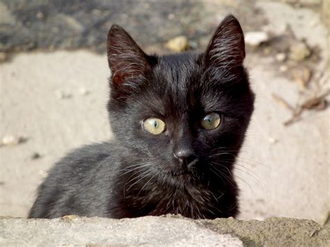 Cats Images Black Cat